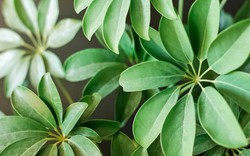 4 loại cây vừa “trấn trạch”, vừa làm thuốc, nên trồng trong nhà