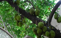 3 loại cây dễ "chặn" tài lộc, tránh trồng trước cổng