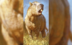 Bí ẩn loài gặm nhấm khổng lồ nhất lịch sử Trái Đất, mang khối lượng nửa tấn cùng lực cắn kinh hoàng