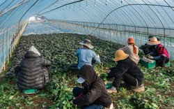 Phát hiện nhiều vi phạm nghiêm trọng đối với lao động nước ngoài tại Hàn Quốc