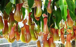 5 loại cây là "khắc tinh", rắn cứ nhìn thấy là sợ, không dám bén mảng, bạn nên trồng ngay mùa hè này