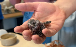 Con rắn Ronaldo vẫn sinh con đều dù nhiều năm không hề tiếp xúc rắn đực, chuyên gia nói: Quá khó hiểu!