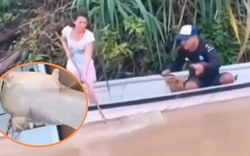 Hai vợ chồng bắt được con cá trê khổng lồ nặng 100kg trên sông