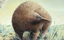 Sinh vật lạ ẩn mình trong hang động nồng nặc mùi tử khí