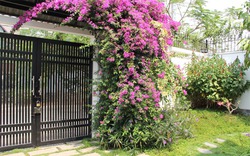 Lời khuyên đến những gia đình đang trồng hoa giấy