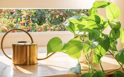 5 điều cần làm với cây trầu bà ngay lúc này