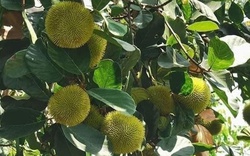 Ngỡ ngàng loại "đặc sản" chua ngọt xưa chín rụng đầy vườn, nay bán 100.000 đồng/kg