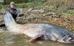 Ngư dân câu được con cá trê khổng lồ dài 2,5 mét trên sông