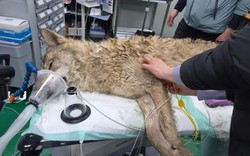 Chú sói trốn khỏi sở thú Hàn Quốc được tìm thấy sau 9 ngày