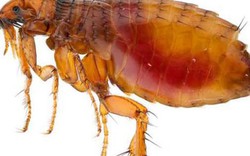 Sẩn ngứa do bọ chét gia tăng, nhiều ca có nuôi chó mèo
