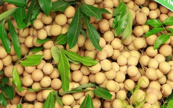 Việt Nam có loại quả giá 15.000/kg nhưng xuất ngoại hóa hàng xa xỉ, thu về chục triệu USD mỗi năm