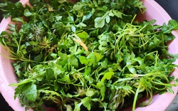 3 loại rau bổ gan, nên bổ sung ngay vào bữa ăn của cả nhà: Loại cuối cùng mọc hoang đầy Việt Nam