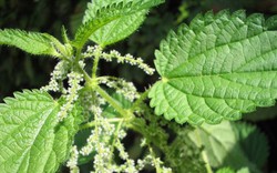 Loài cây dại là một kho báu dược liệu, bổ ngang nhân sâm, tổ yến