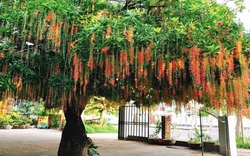 Lời khuyên đến những gia đình đang trồng cây lộc vừng