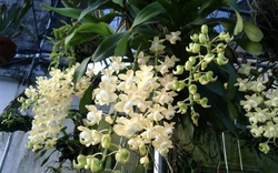 Cảnh báo đặc biệt tới những nhà đang trồng lan