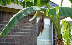 Lời khuyên đến các gia đình đang trồng cây chuối
