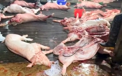 Vụ lợn bệnh vào trường học, lộ 2 trường dùng thịt của Công ty Cường Phát