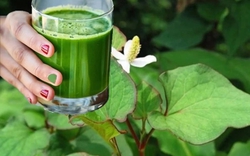 Uống nước rau diếp cá mỗi ngày có tốt?