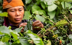 1 mặt hàng giúp Việt Nam mỗi ngày thu gần 764 tỷ: Hơn 80 quốc gia chốt đơn, dân theo nghề "hái ra tiền"