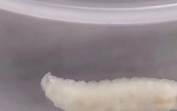 KINH HOÀNG: Suất cơm ở trường của con bốc mùi lạ, phụ huynh kiểm tra thì nôn ọe vì thấy GIUN bò ngoe nguẩy bên trong thịt tôm!