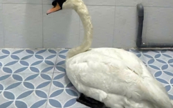 Đã khởi tố người trộm thiên nga trắng ở Thảo Cầm Viên