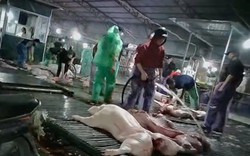 Công an Hà Nội truy 300 tấn lợn bệnh đã vào đơn vị, bếp ăn tập thể nào