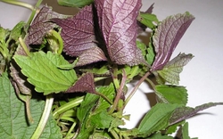 Uống nước lá tía tô có tác dụng gì?