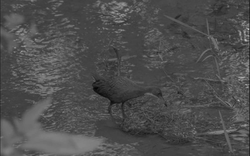 136.000 năm sau khi tuyệt chủng, loài chim cổ đại bất ngờ "tái sinh" ngoạn mục: Giới khoa học sửng sốt!