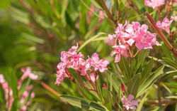 4 loại cây chớ nên trồng trong sân nhà