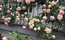 Lời khuyên đến những gia đình đang trồng hoa hồng