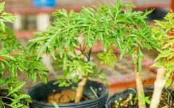 Lời khuyên đến những gia đình đang trồng cây đinh lăng