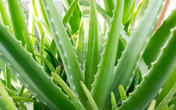 5 cây cảnh nên trồng tại ban công: "Hút" tài lộc, lười chăm vẫn xanh mướt