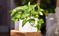 5 loại cây có tác dụng chữa lành nên trồng trong nhà để gia chủ luôn cảm thấy hạnh phúc, yêu đời