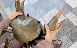 Clip con cua 7 kg ở An Giang nổi tiếng mạng xã hội với 4,4 triệu lượt xem