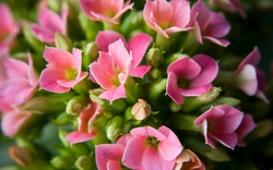 Lời khuyên cho người thích trồng cây sống đời