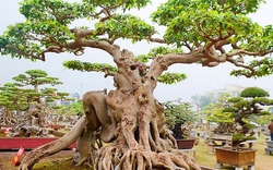 Lời khuyên đến những gia đình đang trồng cây sanh