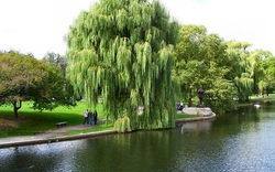 8 loại cây không nên trồng trước nhà, tránh rước xui xẻo, mất lộc