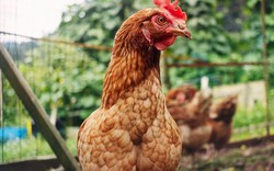 Gà có thể sống sót mà không có đầu không?