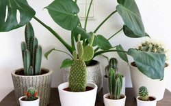 Lời khuyên đến những gia đình đang trồng cây xương rồng