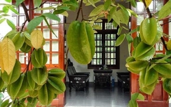 Lời khuyên đến những gia đình đang trồng cây khế