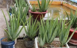 Lời khuyên đến những gia đình đang trồng cây nha đam