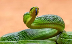 5 "khắc tinh" của loài rắn, khiến chúng sợ run bần bật