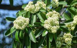 Lời khuyên đến những gia đình đang trồng cây hoa sữa