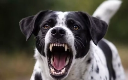 Chủ quán thịt chó tử vong do bệnh dại