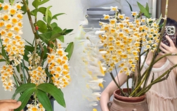 Loài lan đẹp như chùm đèn lồng treo hiên nhà: Chỉ cần nắm 5 nguyên tắc, hoa nở bền cả mùa, càng chơi càng mê