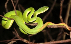 6 cây dụ rắn vào nhà