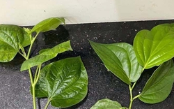 Loại lá gây "lú diện rộng", 10 người thì 9 người chọn sai, cả cõi mạng thi nhau phân biệt