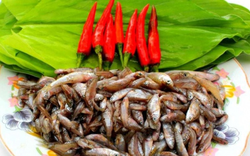 Loại cá "nhà nghèo" xưa ra đồng bắt về ăn, nay thành đặc sản ngon và hiếm giá 400.000 đồng/kg vẫn hút khách