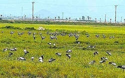 Đàn chim lạ hàng trăm con bất ngờ kéo đến Hà Tĩnh, cơ quan chức năng khuyến cáo khẩn