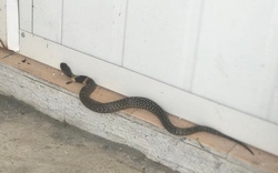 7 dấu hiệu cảnh báo rắn vào trong nhà
